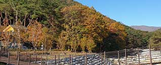 작천정달빛야영장 전경