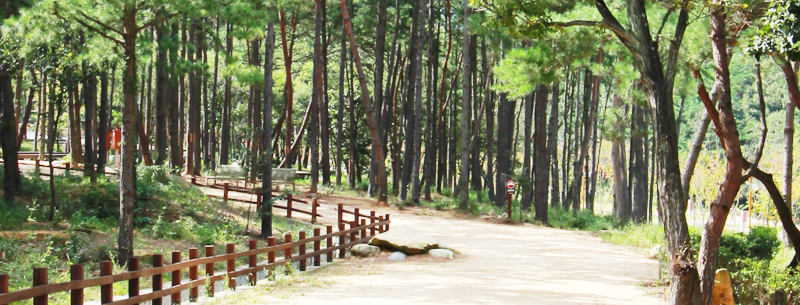 작천정별빛야영장 전경