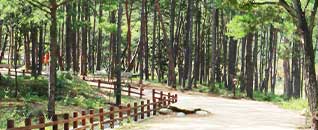 작천정별빛야영장 전경