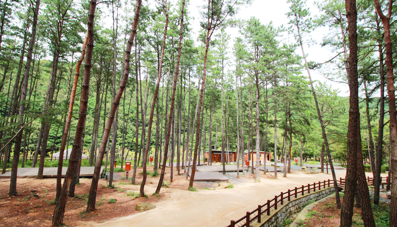 작천정별빛야영장 전경