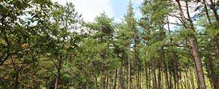 작천정별빛야영장 전경