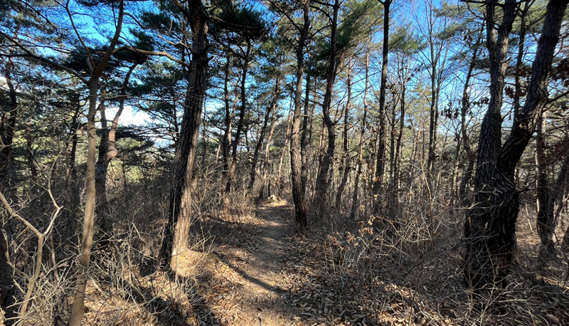 탐방로(산책로)전경