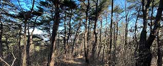 탐방로(산책로)전경