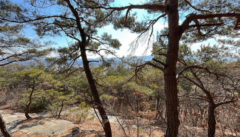 탐방로(산책로)전경