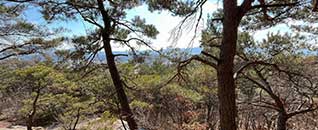 탐방로(산책로)전경